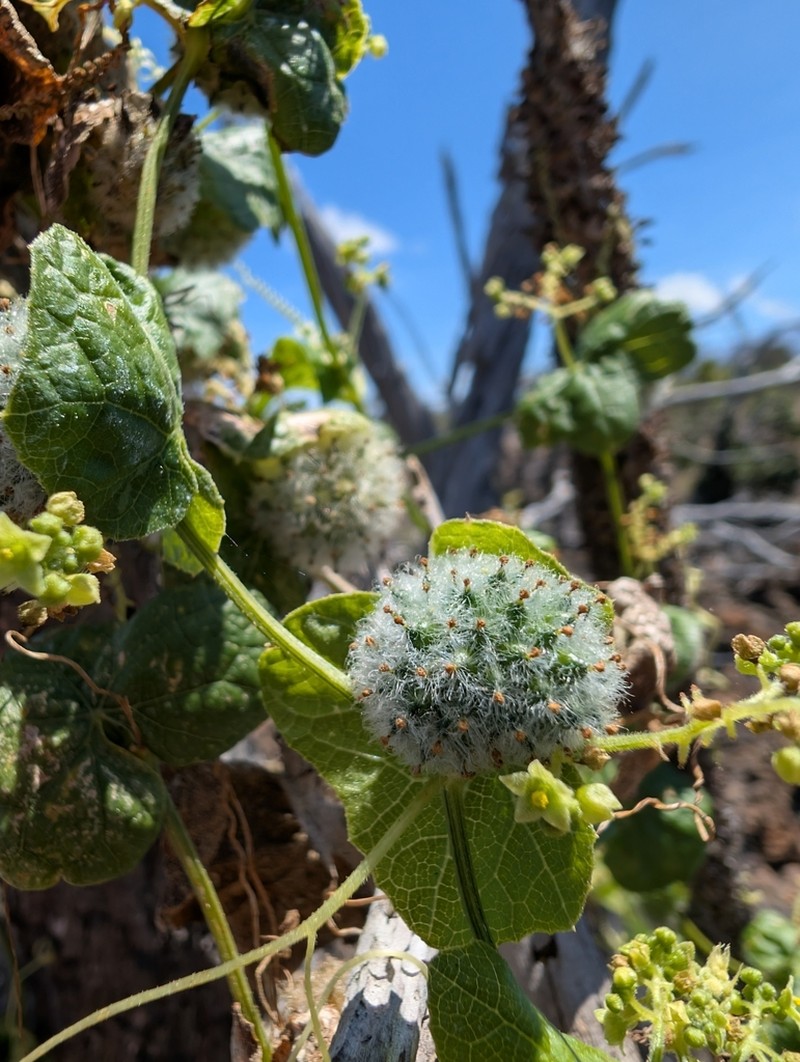 Hualalai Bur Cucumber photo 4