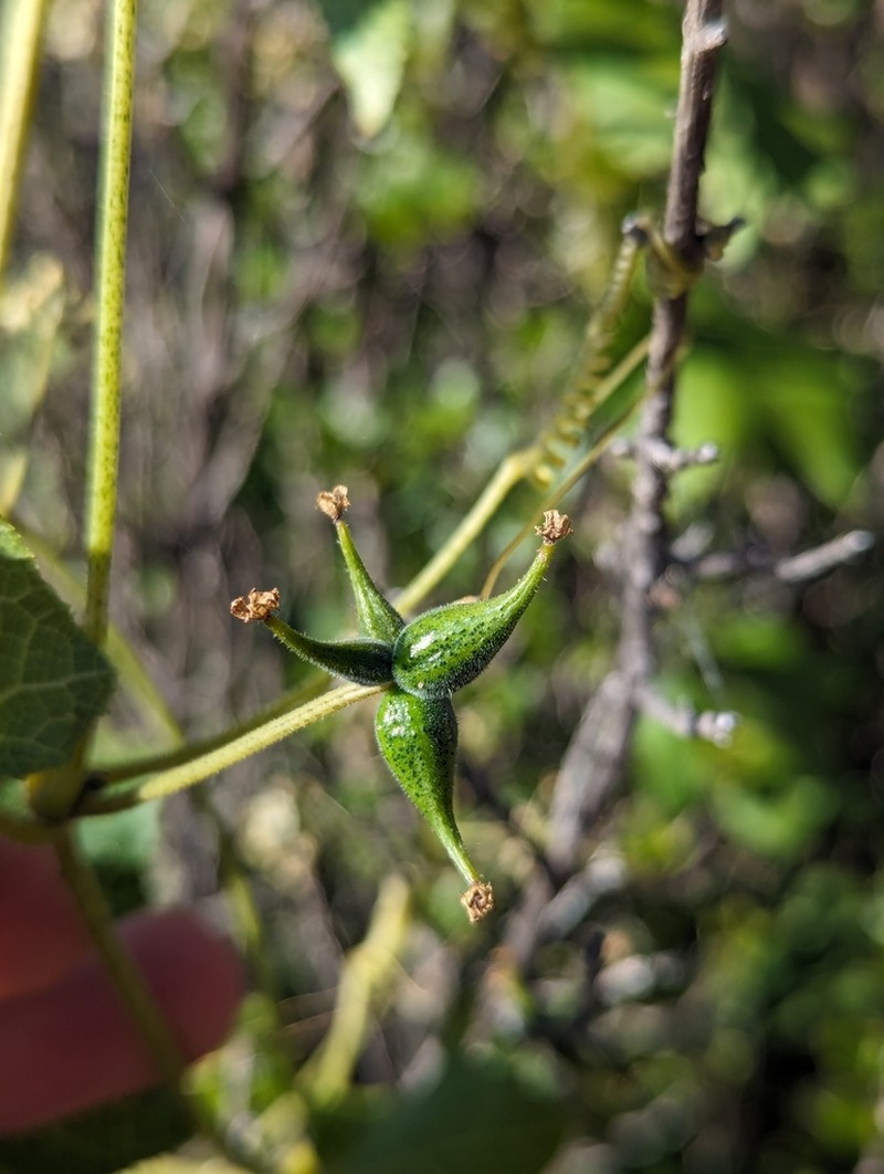 Alpine Bur Cucumber photo 2