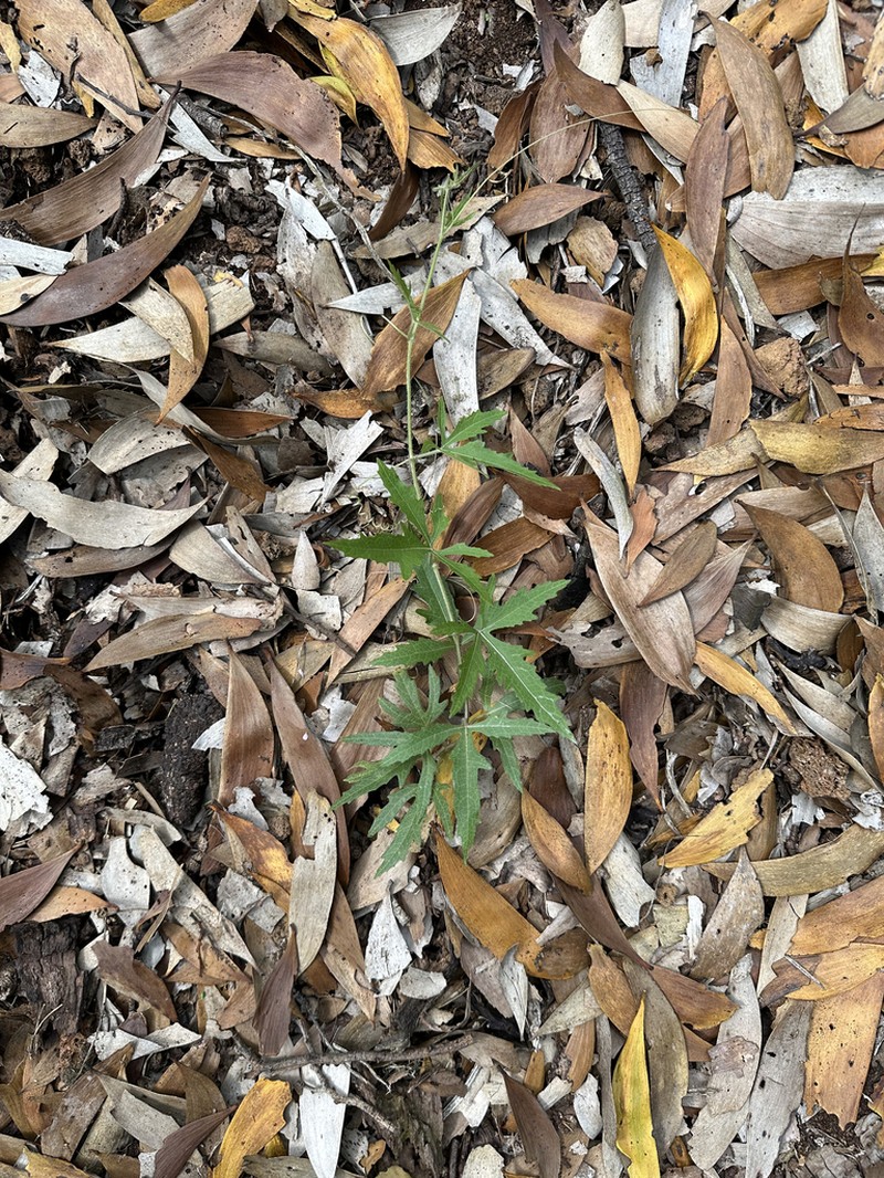 Alpine Bur Cucumber photo 3