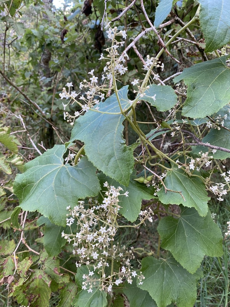 Alpine Bur Cucumber photo 4