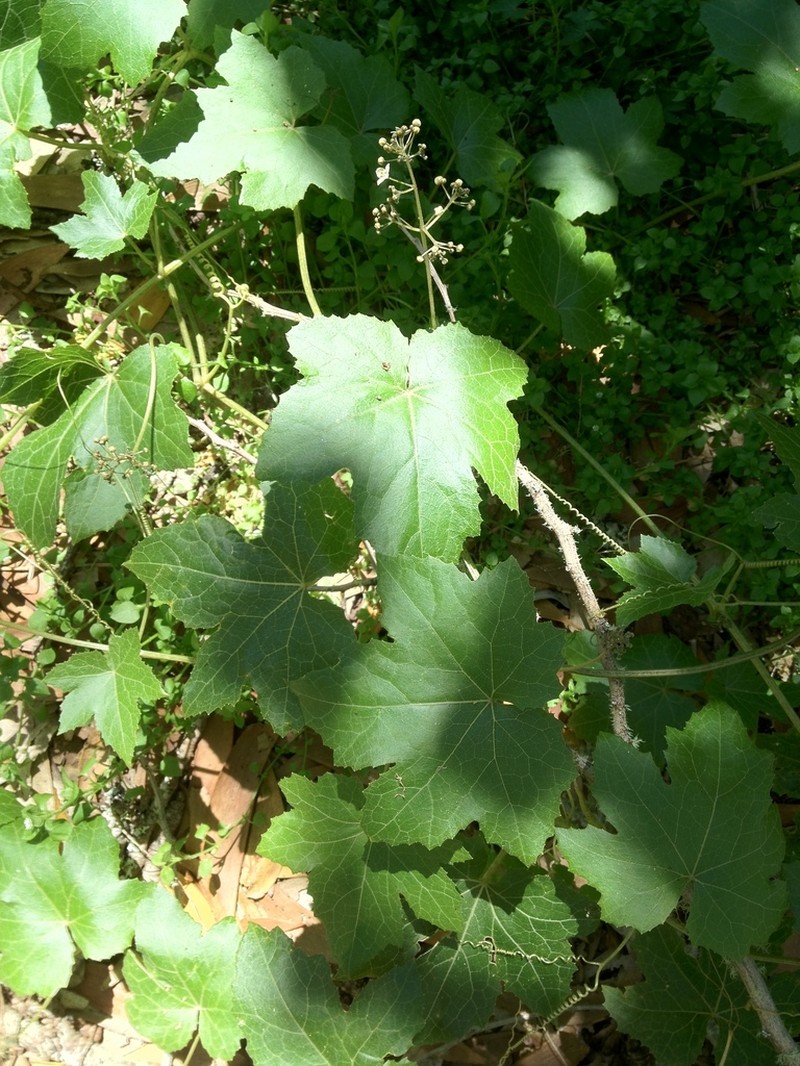 Alpine Bur Cucumber photo 6