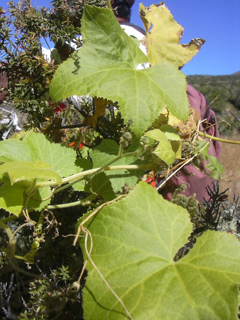 Alpine Bur Cucumber