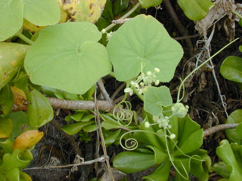 Puaokama photo 2