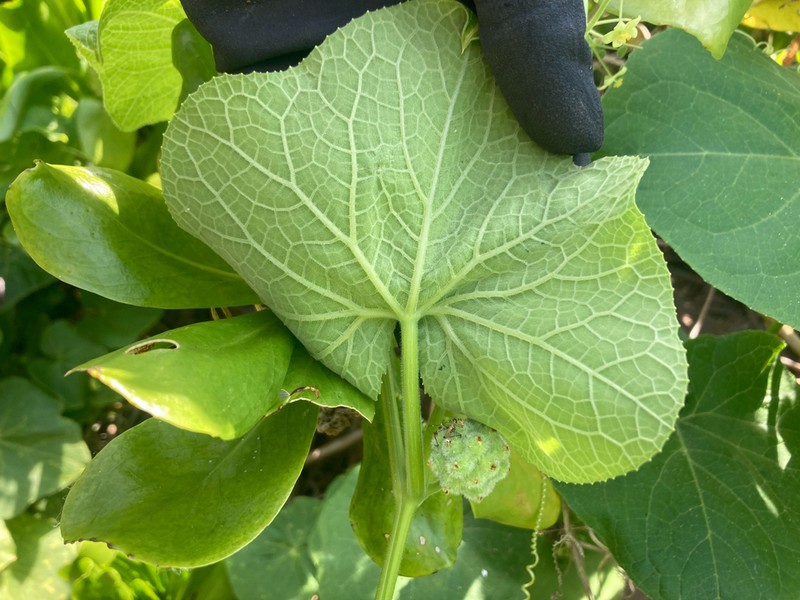 Puaokama photo 2