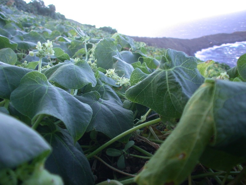 Puaokama photo 3