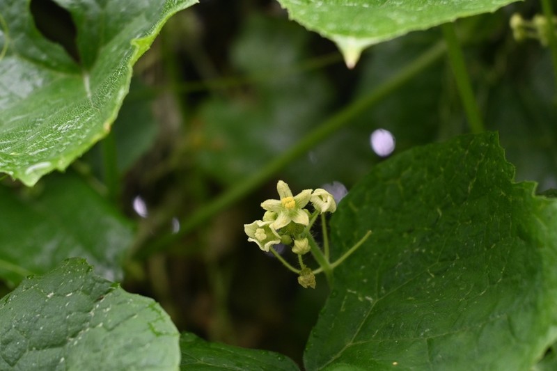 Small-Leaf Bur Cucumber