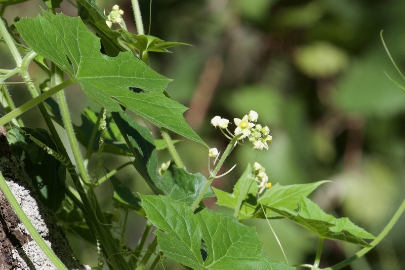 Small-Leaf Bur Cucumber photo 2