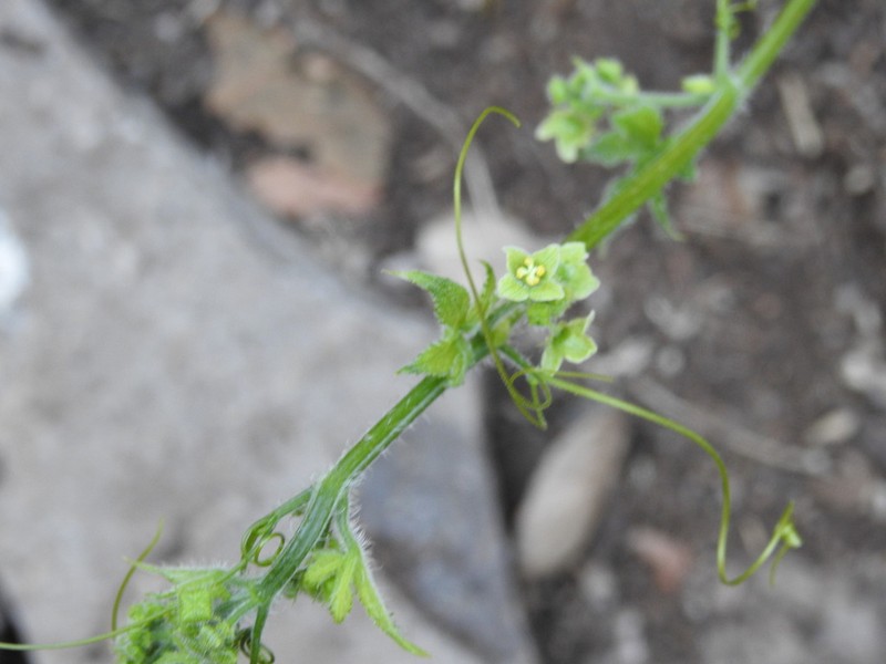 Small-Leaf Bur Cucumber photo 3