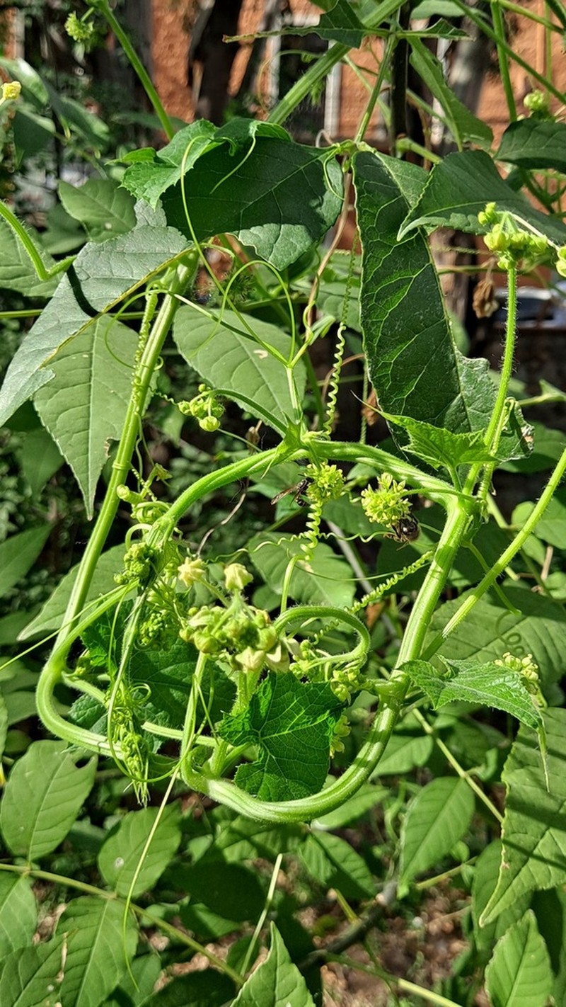 Small-Leaf Bur Cucumber photo 4