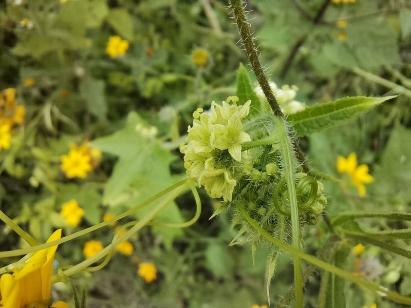 Small-Leaf Bur Cucumber photo 5