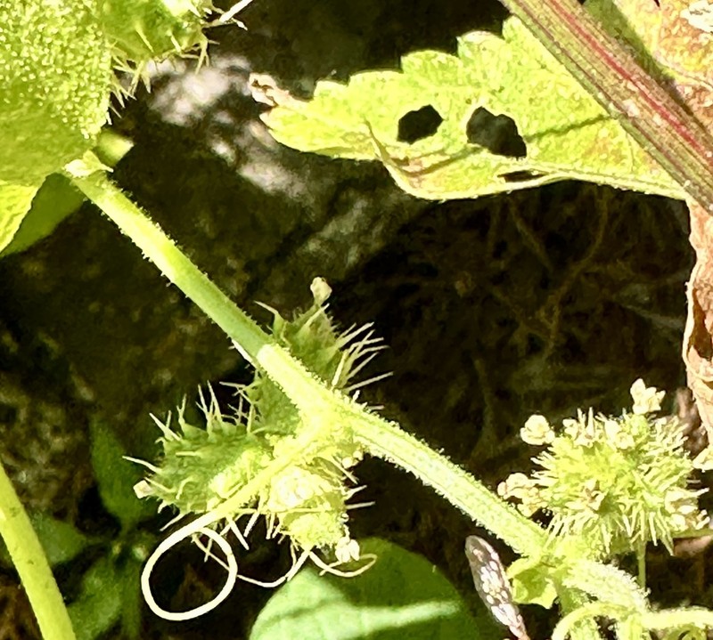 Small-Leaf Bur Cucumber photo 6