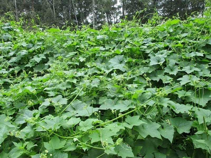 Small-Leaf Bur Cucumber photo 7