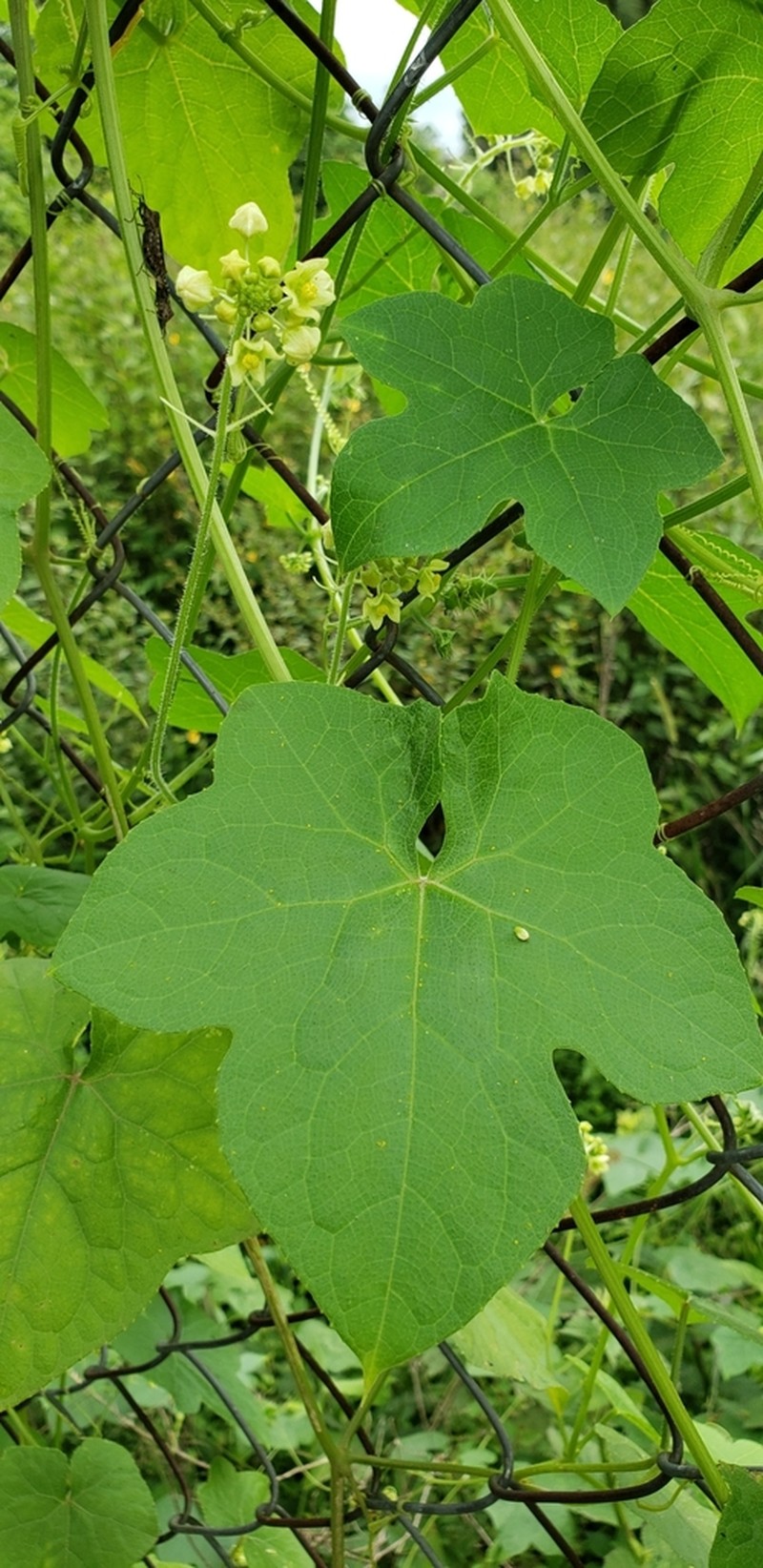 Small-Leaf Bur Cucumber photo 8
