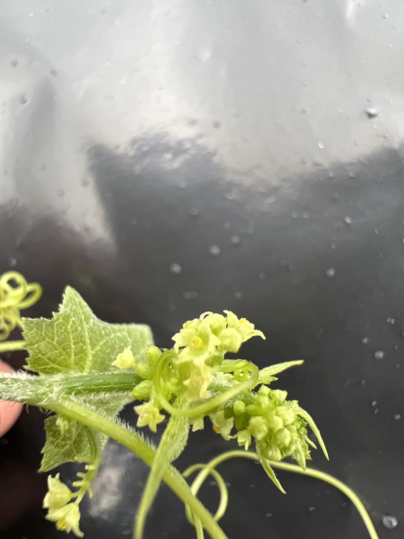 Smallflower Bur Cucumber photo 2