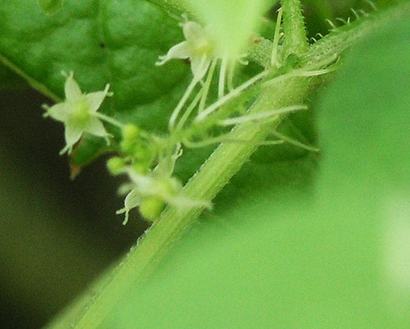 Climbing Arrowheads photo 5