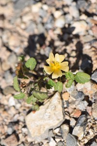 Sida abutilifolia