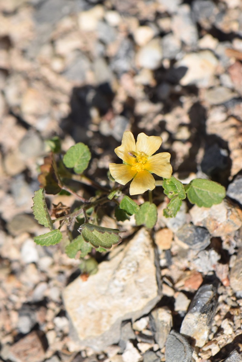 Sida abutilifolia