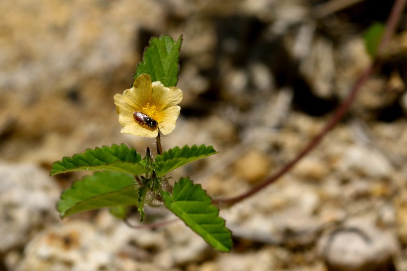 Sida abutilifolia photo 2