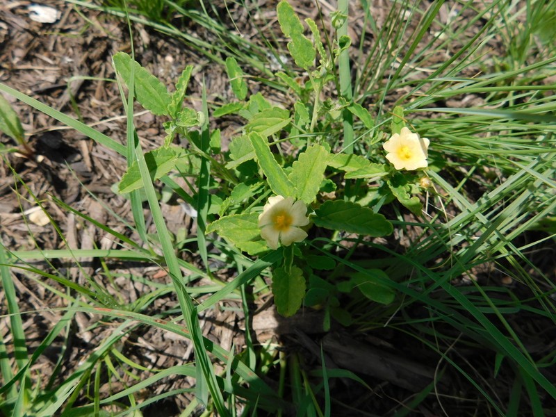 Sida abutilifolia photo 3