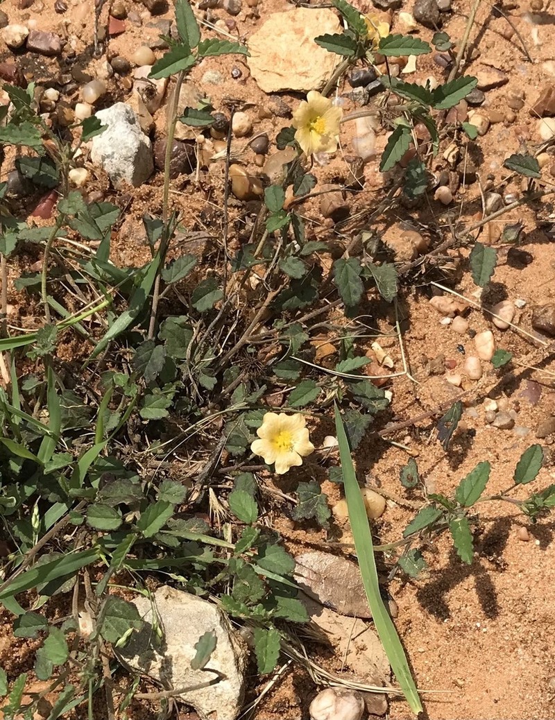 Sida abutilifolia photo 4