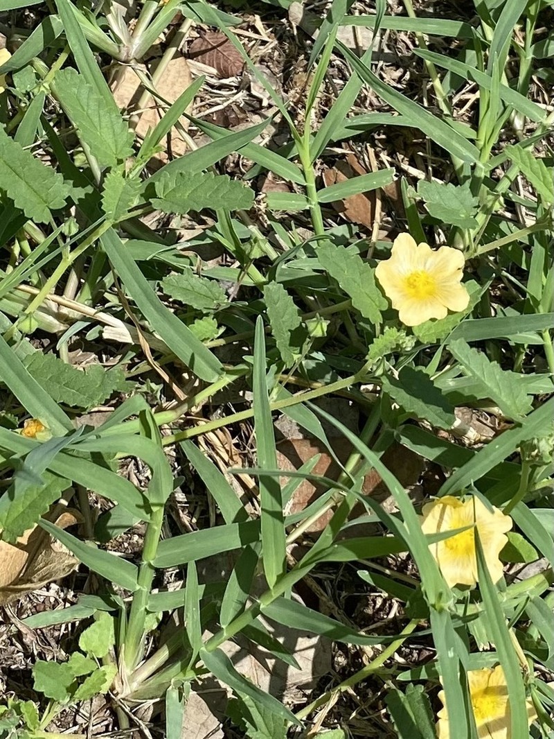 Sida abutilifolia photo 5