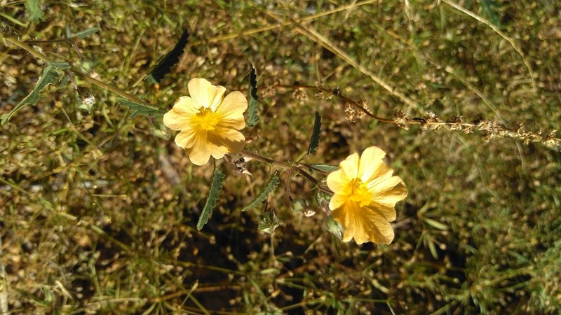 Sida abutilifolia photo 6