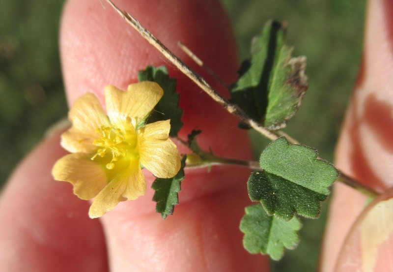 Sida abutilifolia photo 7