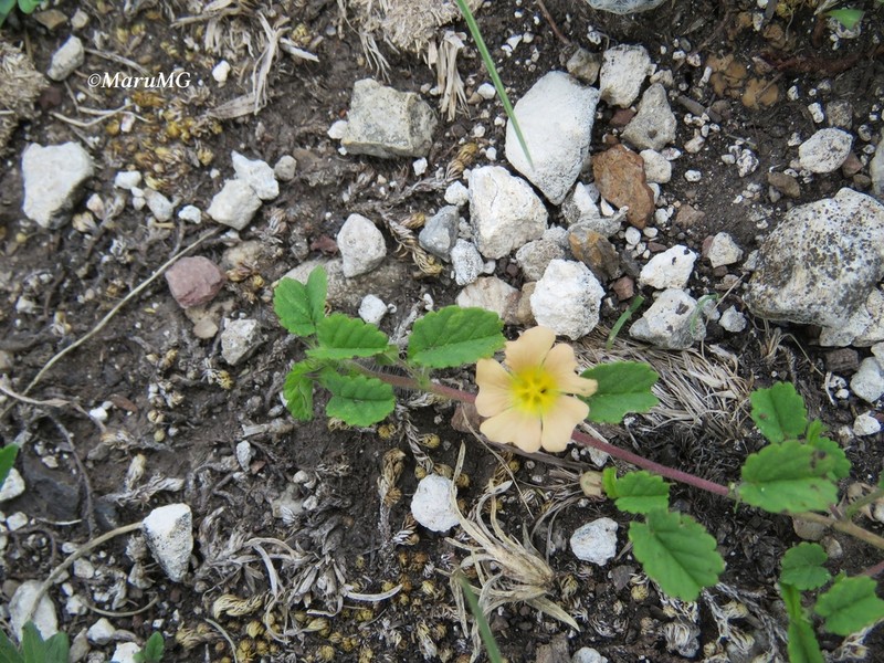 Sida abutilifolia photo 8