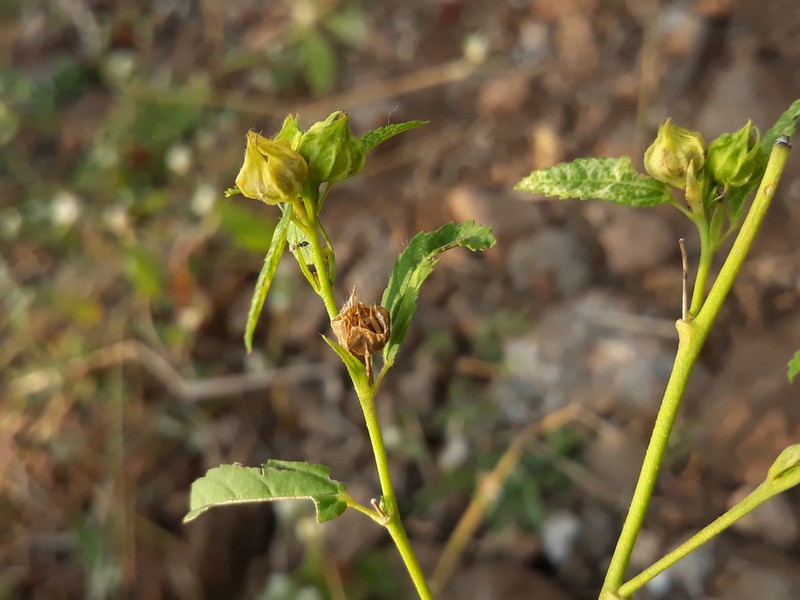 Common Wireweed photo 3