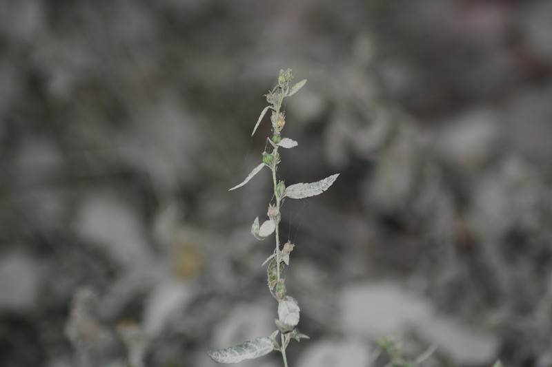 Common Wireweed photo 5