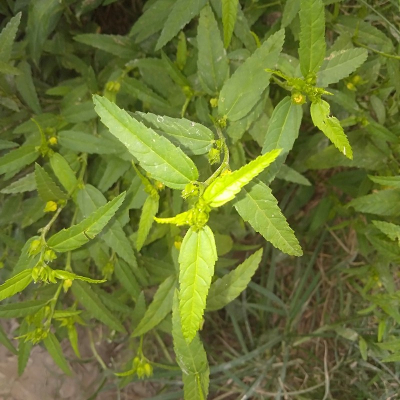 Common Wireweed photo 6