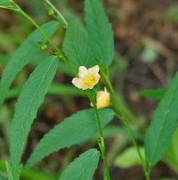 Common Wireweed