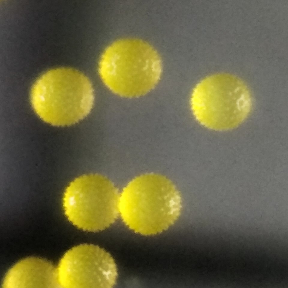 Common Wireweed photo 4