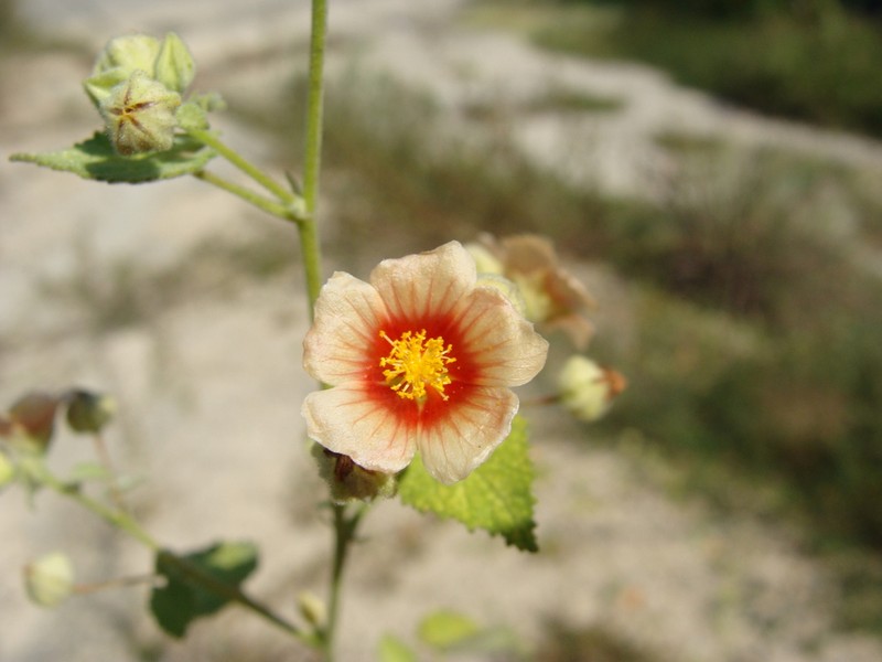 Savannah Fanpetals photo 2