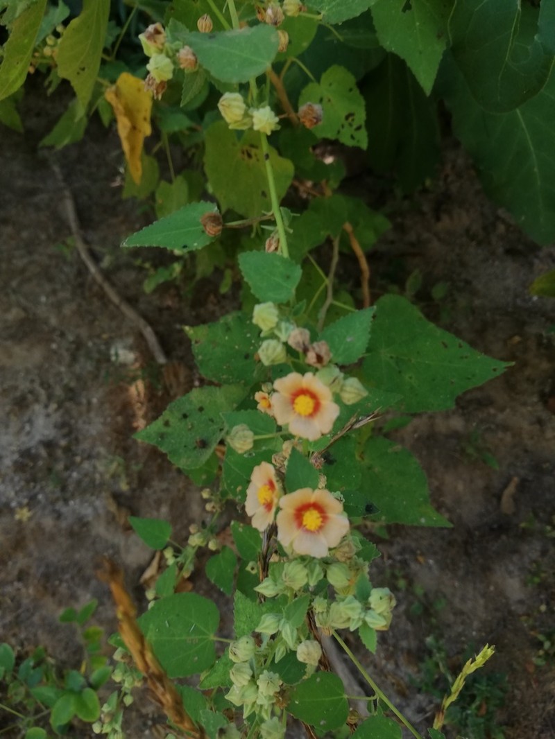 Savannah Fanpetals photo 3