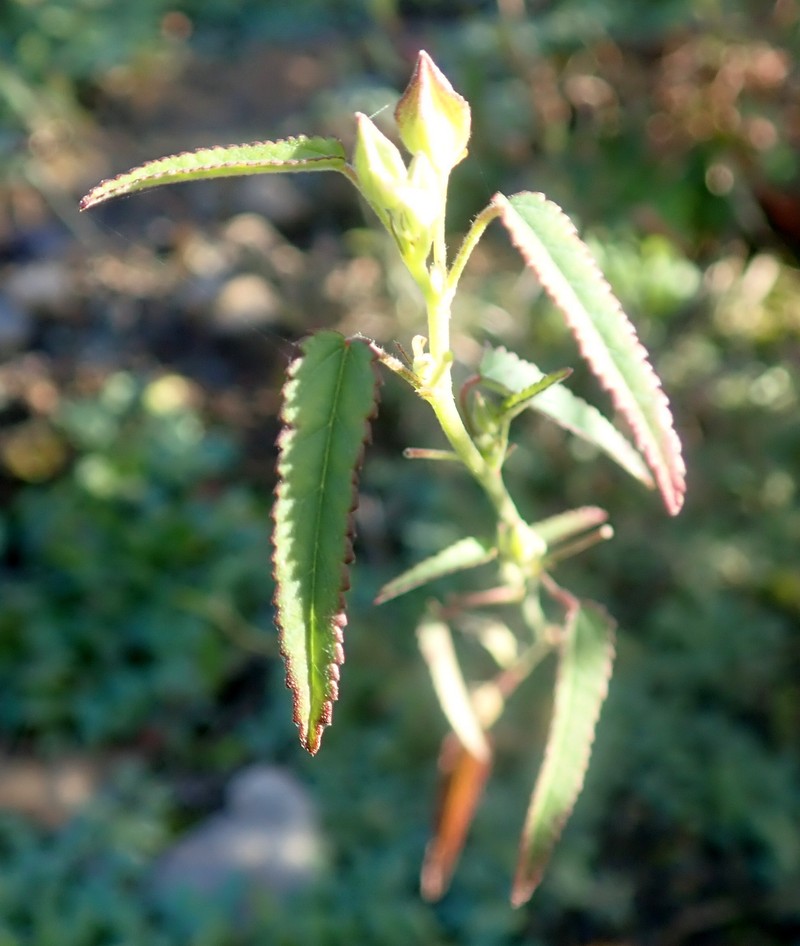 Sida angustifolia photo 2
