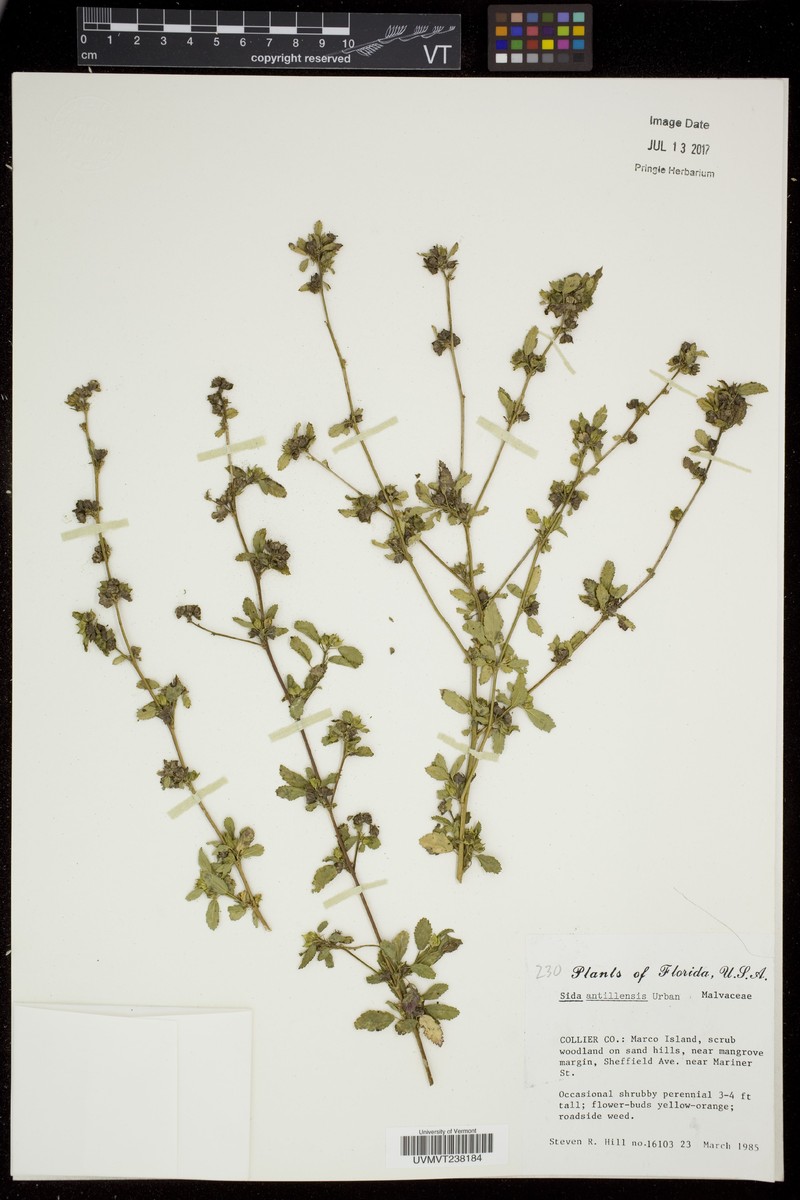 Antilles Fanpetals photo 6
