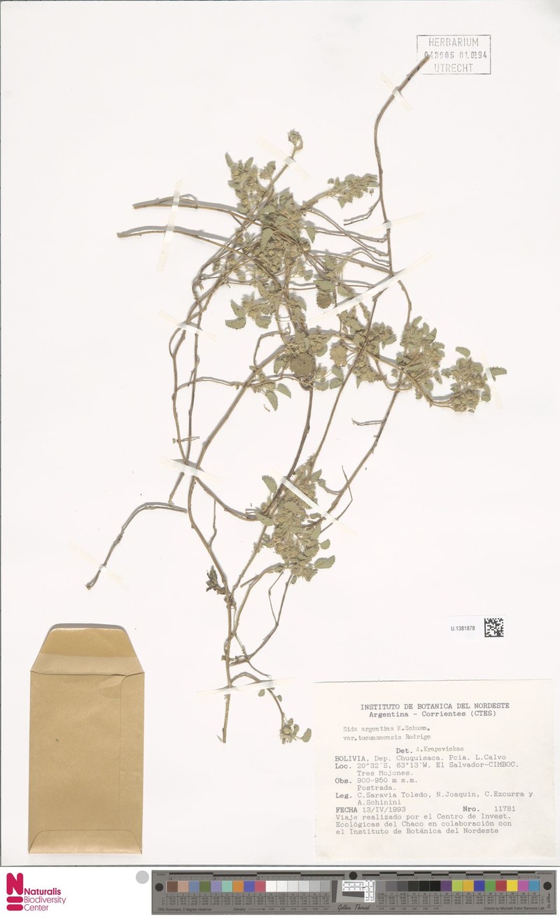 Sida argentina var. tucumanensis