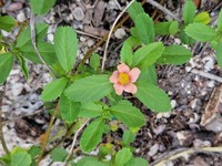 Bracted Fanpetals