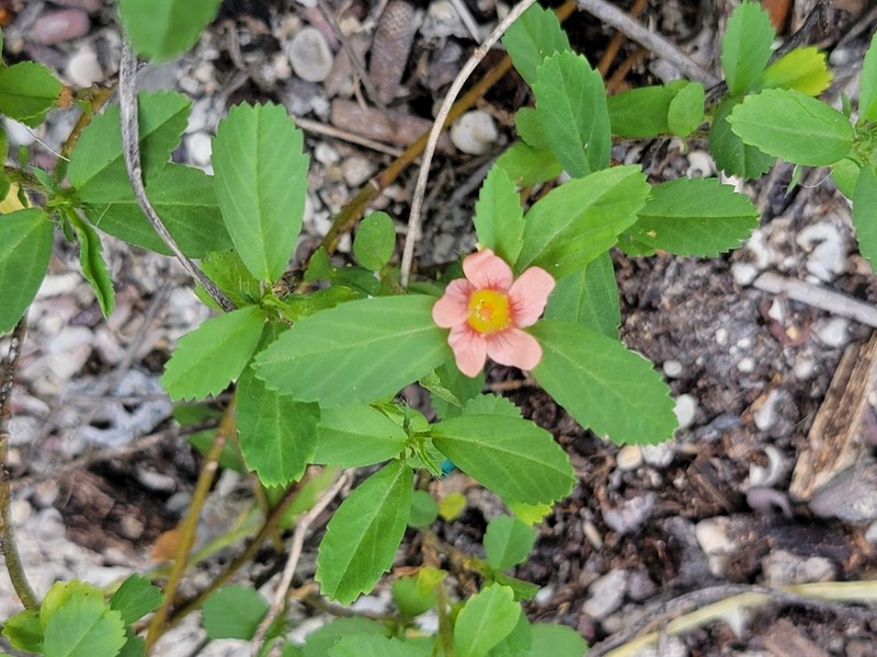 Bracted Fanpetals
