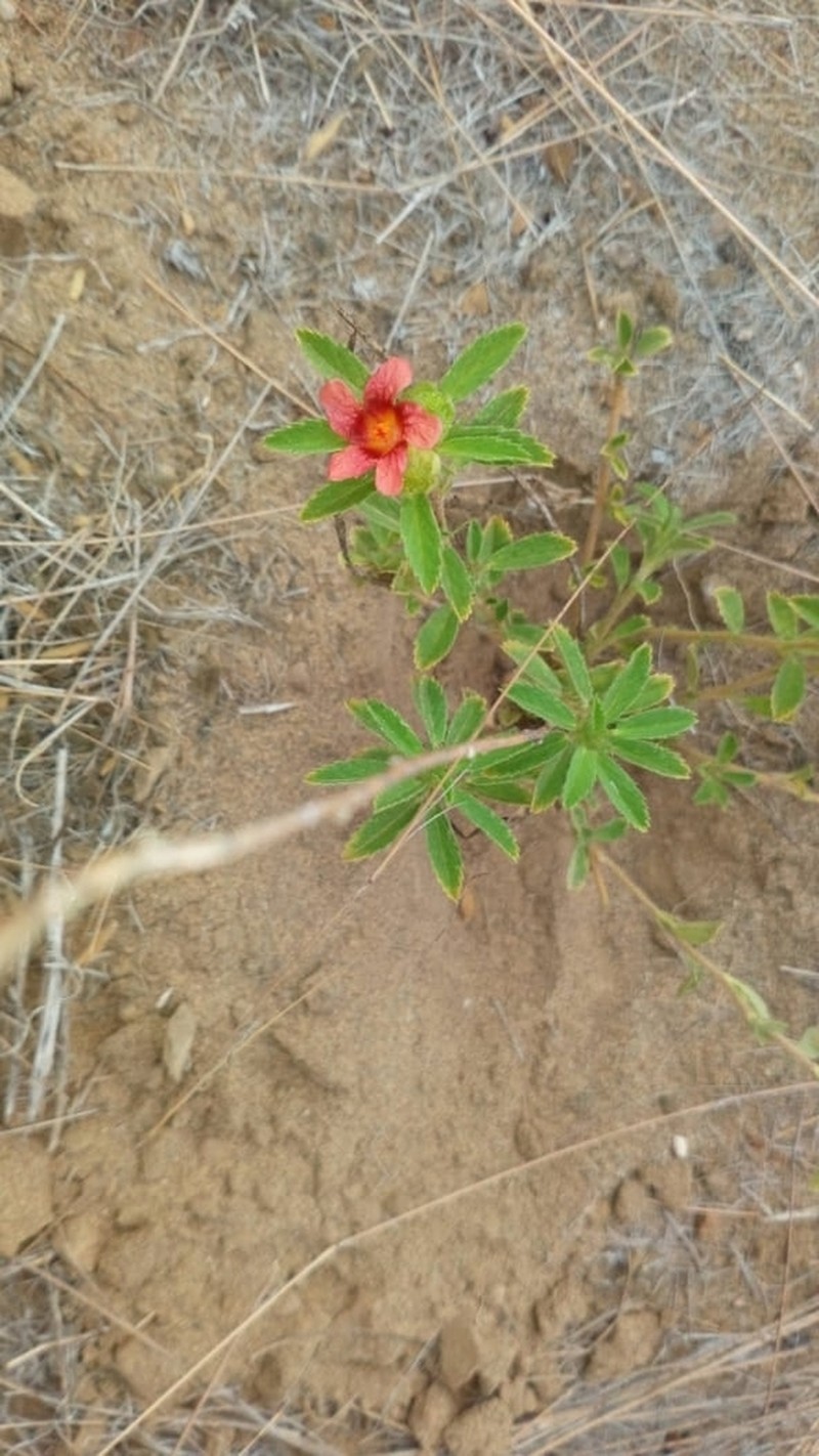 Bracted Fanpetals photo 3
