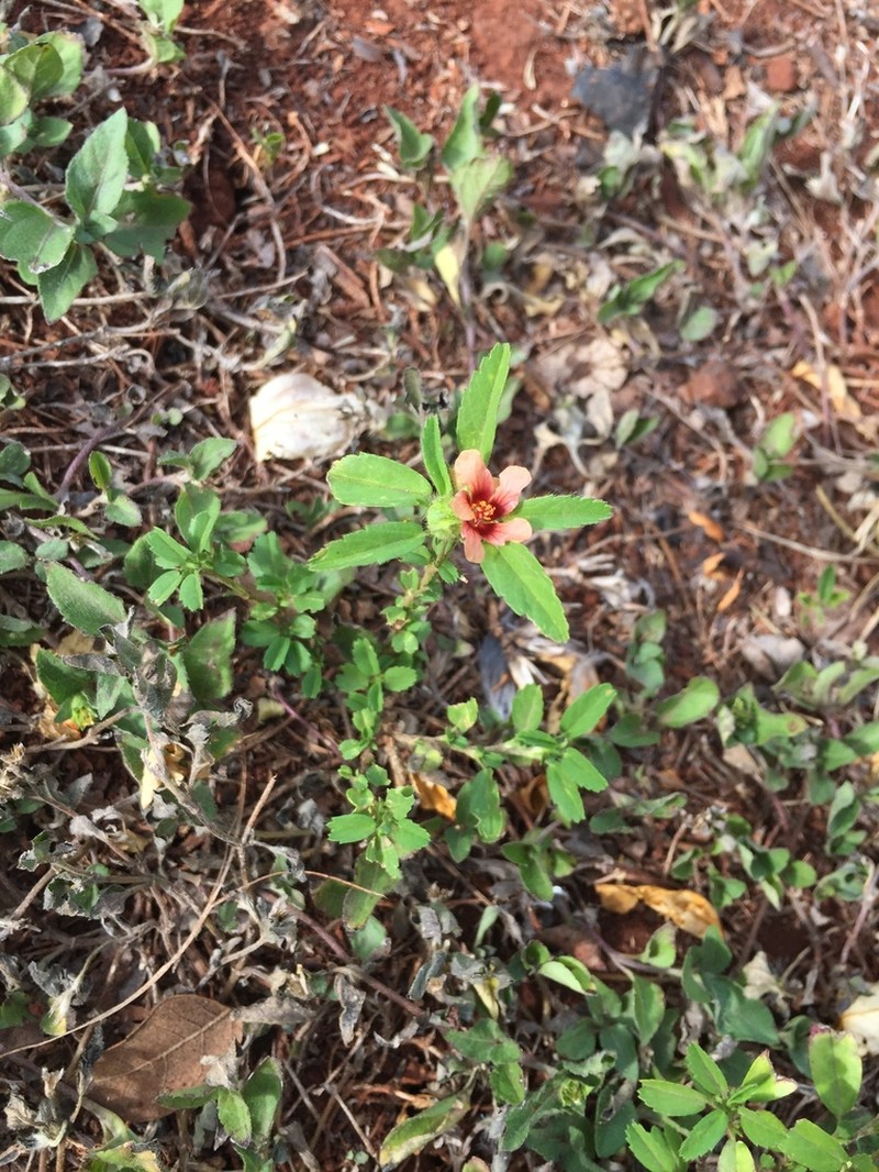 Bracted Fanpetals photo 5