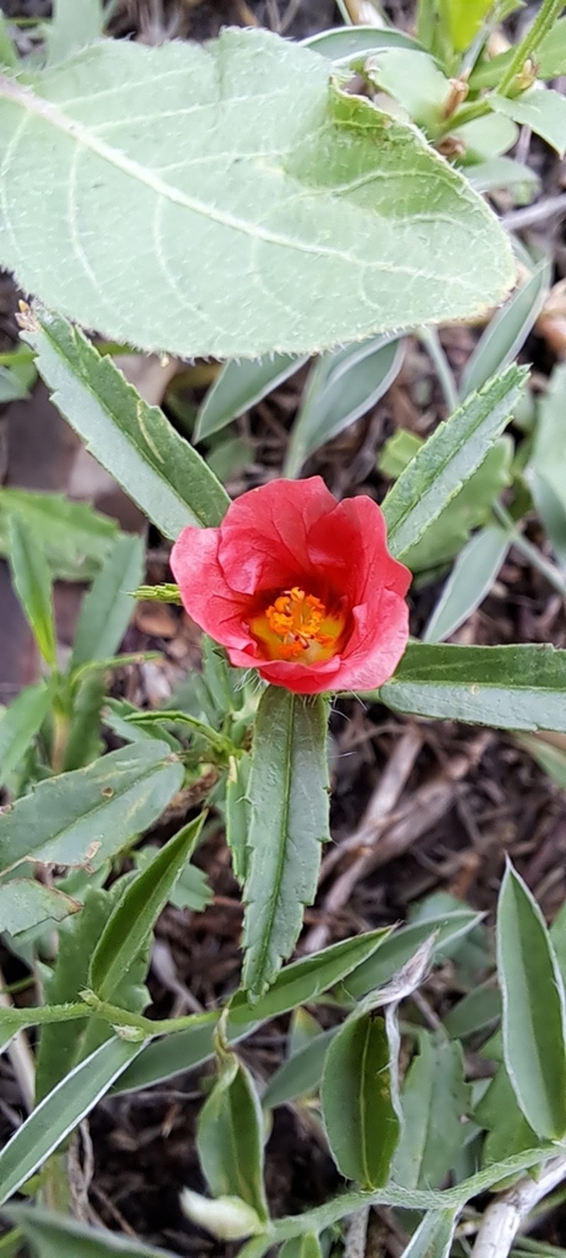 Bracted Fanpetals photo 6