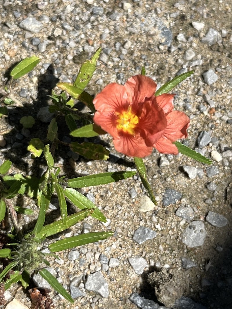 Bracted Fanpetals photo 7