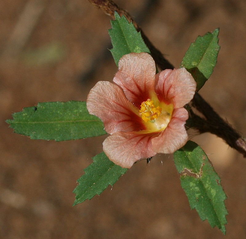 Bracted Fanpetals photo 8