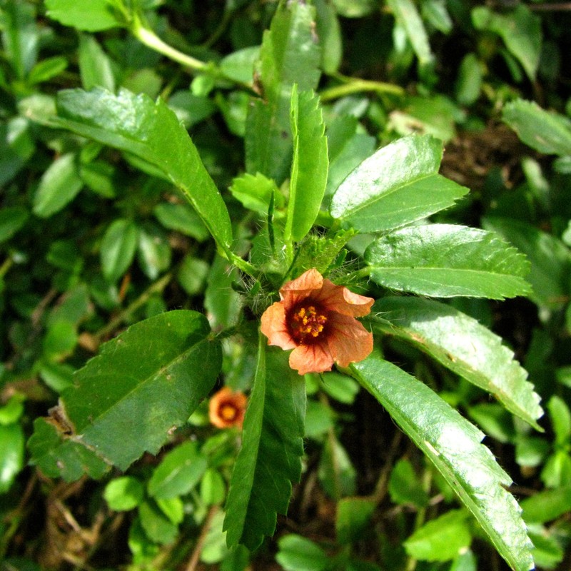 Bracted Fanpetals photo 5