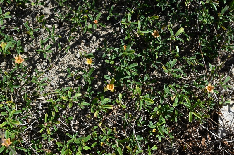 Bracted Fanpetals photo 6