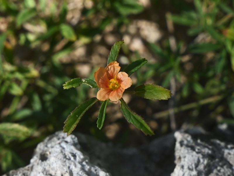 Bracted Fanpetals photo 2