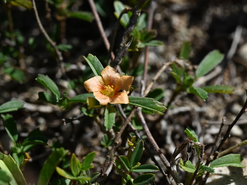 Bracted Fanpetals photo 3