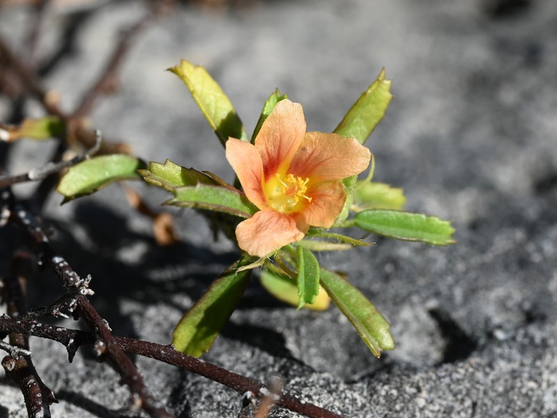 Bracted Fanpetals photo 4